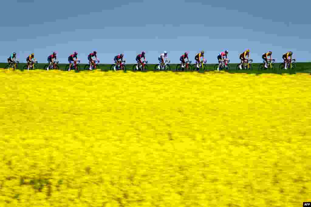 The pack rides past a rapeseed field during the third stage, from Echallens to Echallens, of the Tour de Romandie UCI World Tour 2022 cycling race near Echallens, western Switzerland.