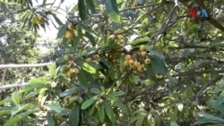 د خېبرپښتونخوا د ځینو سیمو په باغونو کې د لوکاټ میوه تیاره شوي ده