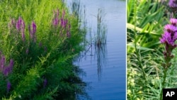 This combination photo shows purple loosestrife on the left and blazing star on the right.