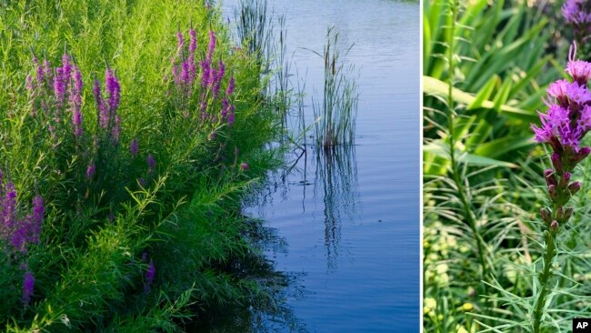 This combination photo shows purple loosestrife on the left and blazing star on the right.