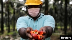 FILE - A worker holds palm oil fruits while posing for a picture at an oil palm plantation in Slim River, Malaysia August 12, 2021. Picture taken August 12, 2021.