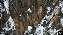 Burned trees stand near patches of melting snow at the site of the 2021 Caldor Fire, Monday, April 4, 2022, near Twin Bridges, Calif. 