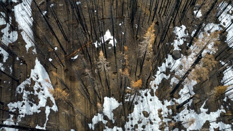 After Wildfires, Burned Trees Could Hurt Water Supplies