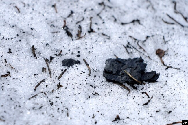 Burned tree bark and other debris sit on melting snow at the site of the 2021 Caldor Fire, Monday, April 4, 2022. (AP Photo/Brittany Peterson)