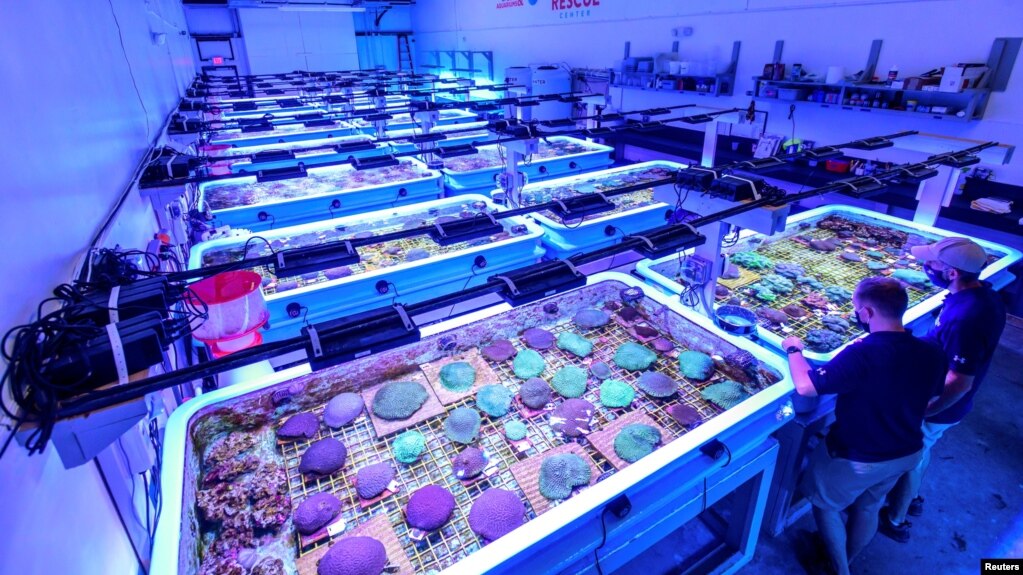 A view of corals in tanks at the Florida Coral Rescue Center in this undated handout photo released by Seaworld. ( Seaworld/Handout via REUTERS )