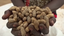 L'insécurité freine la culture de l'arachide en Centrafrique