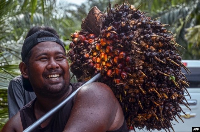 Seorang pekerja mengangkat buah sawit yang dipanen ke truk pengangkut sebelum diolah menjadi minyak sawit mentah (CPO) di perkebunan sawit di Pekanbaru pada 23 April 2022. ((Foto: AFP/Wahyudi)