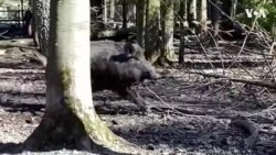 德国动物园为野猪改名 因普京的名字侮辱了它 