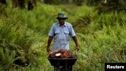 Sulaeman, a 63-year-old worker pushes a cart as he collects fresh fruit bunches during harvest at a plantation in Kampar regency, as Indonesia announced a ban on palm oil exports effective this week, in Riau province, Indonesia, April 26, 2022