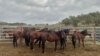 Wild Horses Die from Unknown Disease