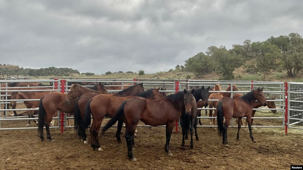 FILE - Wild horses stand in a holding area near the West Douglas Herd Area, 20 miles south of Rangely, Colorado, U.S., in this handout photo released in August 2021. (Bureau of Land Management/Handout via REUTERS )