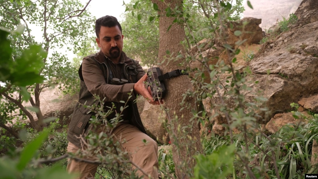 Kurdish environmentalist Nabaz Faruq puts a camera trap on a tree to collect footage of the leopards and wild animals in Bamo mountain, near Darbandikhan, Iraq, April 9, 2022. (REUTERS/Mohammed Jalal)