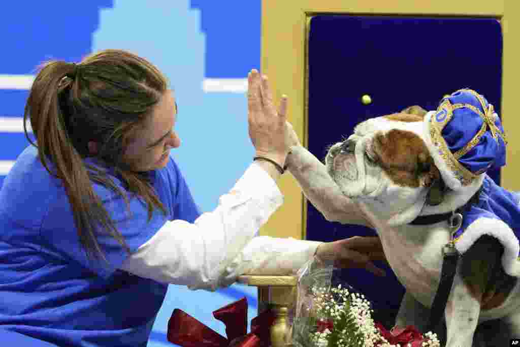 Maggie Estby of Champlin, Minn., high-fives her bulldog Bam Bam after the dog was named the winner of the yearly Drake Relays Beautiful Bulldog Contest, April 25, 2022, in Des Moines, Iowa.