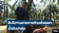Indonesia Palm Oil