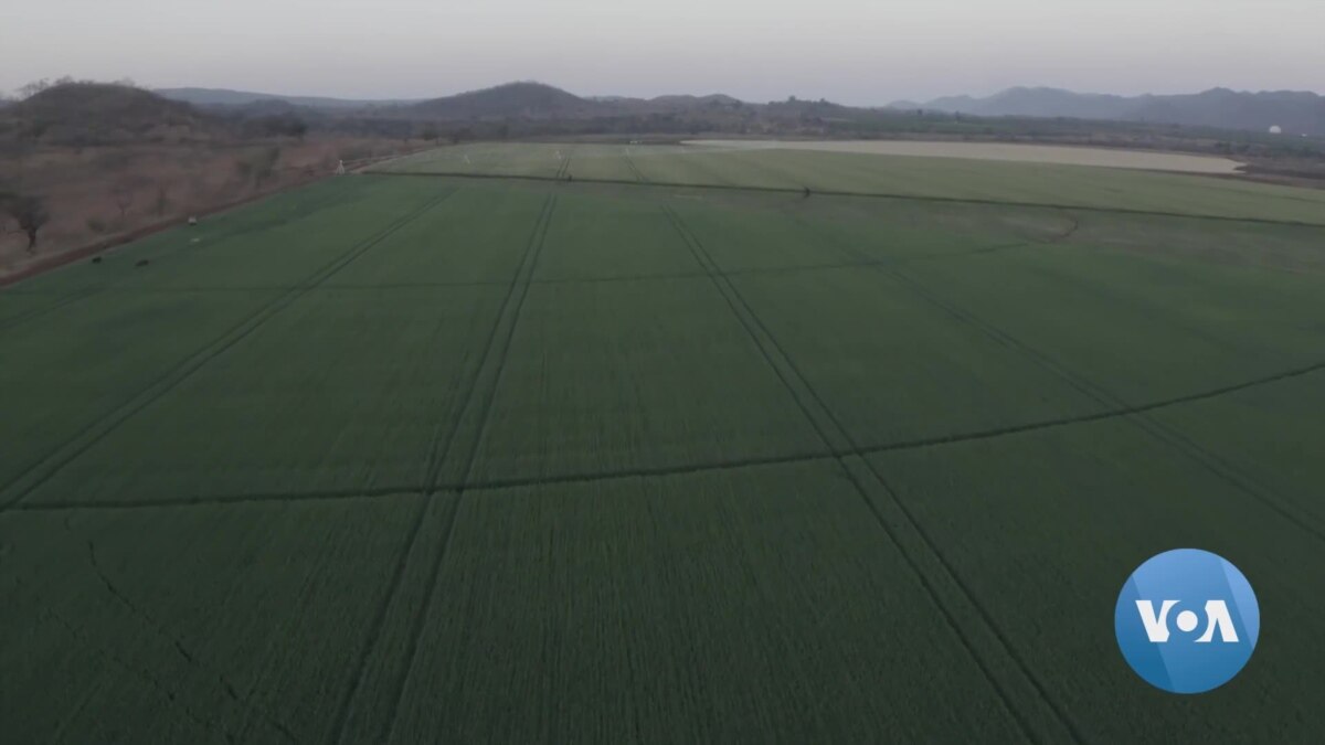 Zimbabwe Loaf of Bread Now Costs 2, A 100 Increase Since Russia