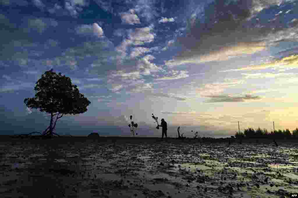 A man carries mangroves to plant at a beach on Earth Day at Pekan Bada, Indonesia's Aceh province.