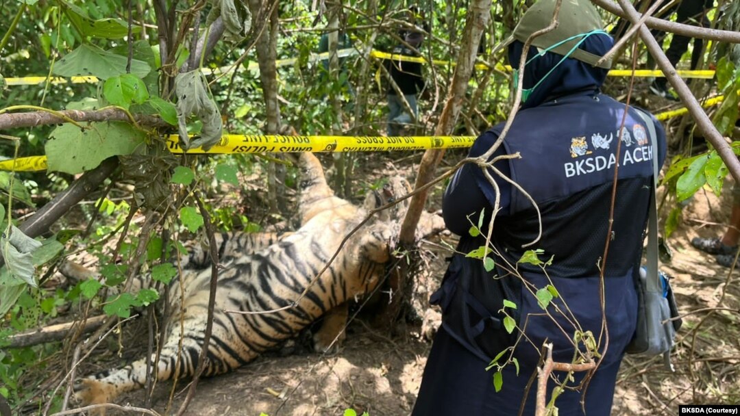 Tiga harimau Sumatra ditemukan mati terjerat di Kabupaten Aceh Timur, Aceh. (Foto: BKSDA)
