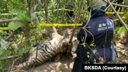 Tiga harimau Sumatra ditemukan mati terjerat di Kabupaten Aceh Timur, Aceh. (Foto: BKSDA)
