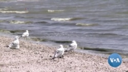 Saving California’s Salton Sea: No Easy Answers 