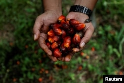 A worker shows palm oil fresh fruit bunches during harvest at a plantation, as Indonesia announced a ban on palm oil exports effective this week in Kampar regency, Riau province, Indonesia, April 26, 2022.