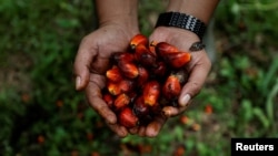 A worker shows palm oil fresh fruit bunches during harvest at a plantation, as Indonesia announced a ban on palm oil exports effective this week in Kampar regency, Riau province, Indonesia, April 26, 2022.