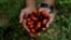 A worker shows palm oil fresh fruit bunches during harvest at a plantation, as Indonesia announced a ban on palm oil exports effective this week in Kampar regency, Riau province, Indonesia, April 26, 2022.