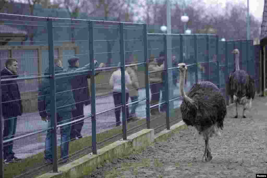 Anti-government protesters and journalists look at ostriches kept on the grounds of the Mezhyhirya residence of Viktor Yanukovych, Feb. 22, 2014.