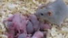 Lần đầu tiên giới khoa học tạo ra chuột con từ tế bào của 2 chuột đực