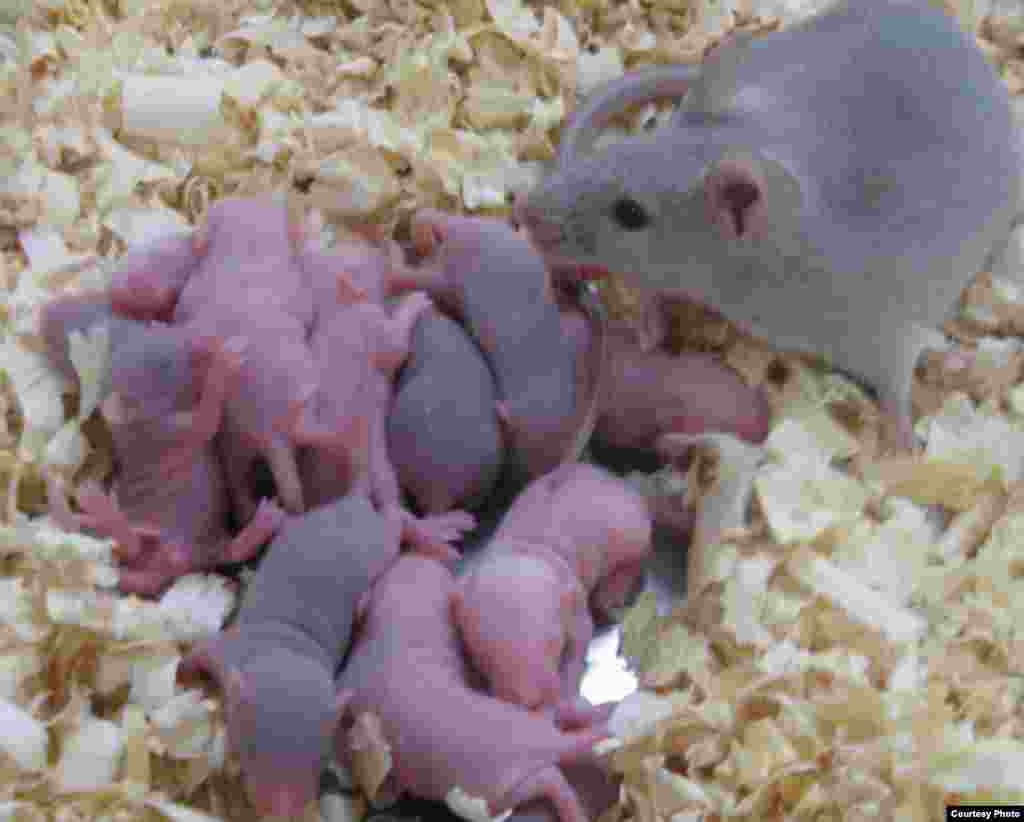 دانشمندان ژاپنی با سلول های رویان موش سلول های دیگر تولید کردند. 