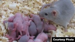 FILE - Researchers created a mouse model of pups born with autistic, anti-social behaviors, and then succeeded in reversing that behavior through diet.