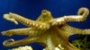 Study: Octopus Ancestors Lived Before Dinosaurs