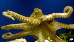 In this file photo, an octopus swims at a zoo in Frankfurt, Germany on Friday, Nov. 25, 2005. (AP Photo/Bernd Kammerer, File)