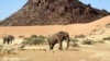 FILE - Elephants roam in Torra Conservancy in Namibia, June 17, 2014.