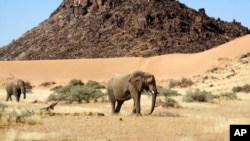 FILE - Elephants roam in Torra Conservancy in Namibia, June 17, 2014.