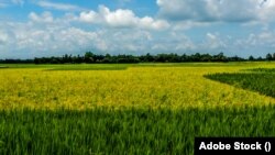 বাংলাদেশের একটি ধান ক্ষেতের দৃশ্য। (ছবি: অ্যাডোবি স্টক)