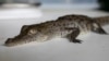Una cría de cocodrilo americano de 45 días de edad se mide durante su control periódico en el Zoológico de Huachipa, Perú, el 10 de marzo de 2022. 