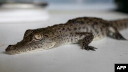 Una cría de cocodrilo americano de 45 días de edad se mide durante su control periódico en el Zoológico de Huachipa, Perú, el 10 de marzo de 2022. 