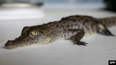 Cuatro cocodrilos americanos en peligro de extinción nacen en zoológico de  Perú