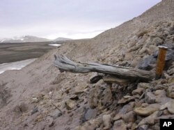 Grönland'ın Kap Kobenhavn bölgesinde 2 milyon yıl öncesinden kalan bir ağaç gövdesi.