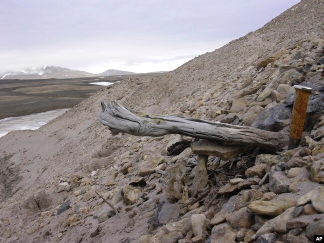 Grönland'ın Kap Kobenhavn bölgesinde 2 milyon yıl öncesinden kalan bir ağaç gövdesi.