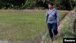 Tran Van Cung, 60, walks in his rice field during an interview with Reuters in Mekong Delta's Soc Trang province which was affected by the sediment, Vietnam, May 25, 2022. (REUTERS)