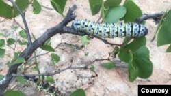 MOPANI WORM HARVESTING IN MATABELELAND SOUTH