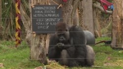 Годишно броење на животните во зоолошката во Лондон