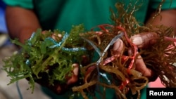 ILUSTRASI - Seorang petani rumput laut memegang beberapa jenis rumput laut eA seaweed farmer holds a variety of seaweed he grows in Tuaran, Sabah, Malaysia, July 8, 2018. Picture taken July 8, 2018. To match Special Report OCEANS-TIDE/SHRIMP REUTERS/Edgar Su
