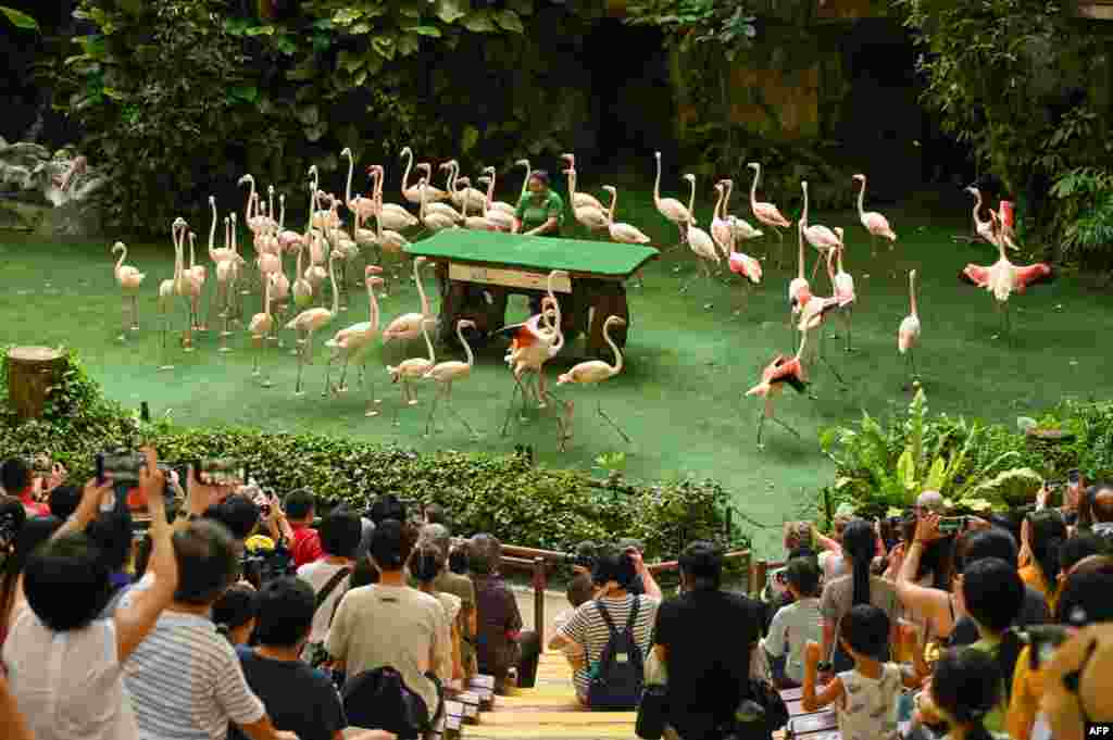 Flamingos perform in a show at Jurong Bird Park, during its final day of operations before the aviary closes and the birds are moved to a new park called Bird Paradise, in Singapore.