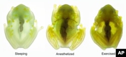 This combination of photos provided by researchers in December 2022 shows the same glass frog photographed during sleep, under anesthesia, and while active (in transmitted light), showing the difference in red blood cells within the circulatory system. Some frogs found in South and Central America have the rare ability to turn on and off their nearly transparent appearance, researchers report Thursday, Dec. 22, 2022, in the journal Science. (Jesse Delia/AMNH via AP)
