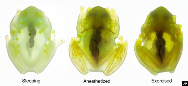 This combination of photos provided by researchers in December 2022 shows the same glass frog photographed during sleep, under anesthesia, and while active (in transmitted light), showing the difference in red blood cells within the circulatory system. Some frogs found in South and Central America have the rare ability to turn on and off their nearly transparent appearance, researchers report Thursday, Dec. 22, 2022, in the journal Science. (Jesse Delia/AMNH via AP)