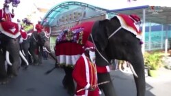 Ձմեռ պապի հագուստով փղերը նվերներ են բաժանում երեխաներին_1.mp4