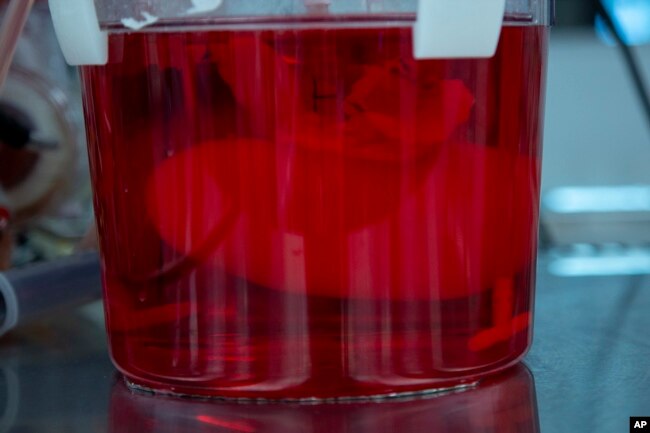 A pig kidney grows in a bioreactor in a Micromatrix laboratory on Tuesday, Dec. 8, 2022, in Eden Prairie, Minn. (AP Photo/Andy Clayton-King)