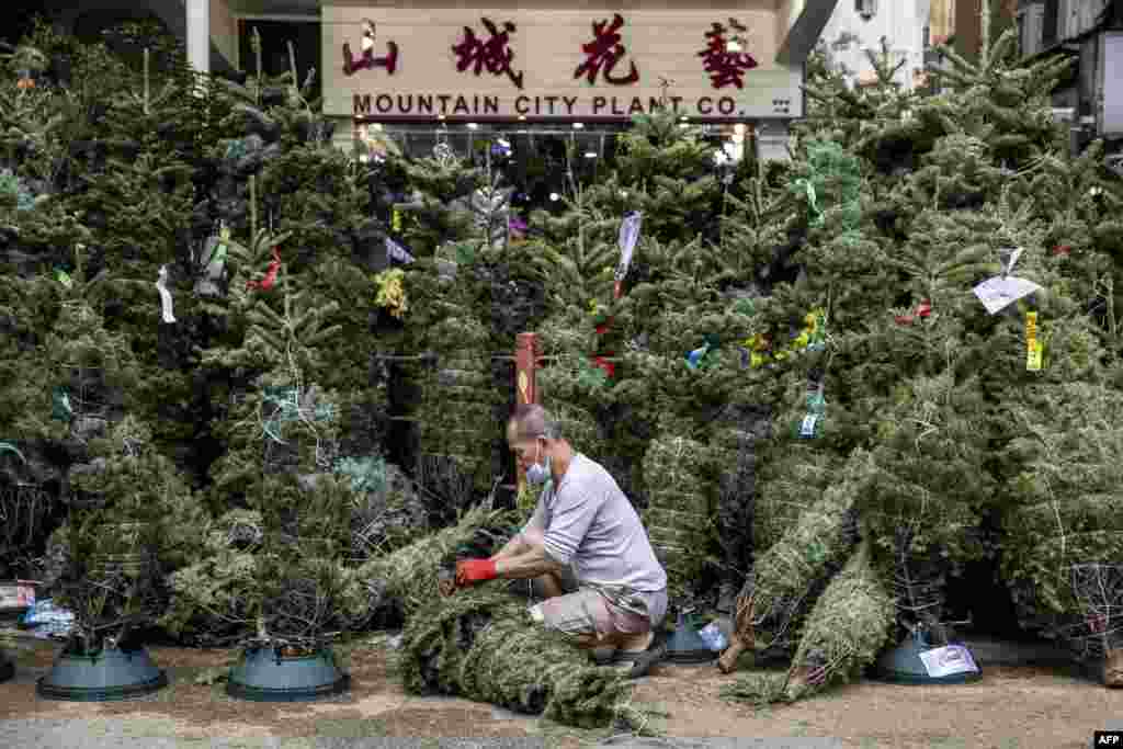 A man prepares Christmas trees for sale at the flower markets in Hong Kong. (Photo by ISAAC LAWRENCE / AFP)